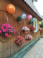 Лот: 7700225. Фото: 5. Бальзамин Сплэш Черри (укоренный...