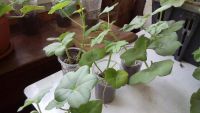 Лот: 9782514. Фото: 3. Пеларгония плющелистная PAC Lilac... Растения и животные