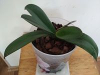 Лот: 19317815. Фото: 6. Орхидея фаленопсис цвет красно...