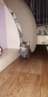 Лот: 15077409. Фото: 3. Котята. Растения и животные