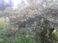 Лот: 6903053. Фото: 4. Дача-баня на ст. Минино СНТ. Кедровый... Красноярск