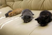 Лот: 3115504. Фото: 4. Котята в добрые руки - осталось... Красноярск