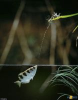 Лот: 3761732. Фото: 2. Брызгун (Toxotes jaculator... Аквариумистика