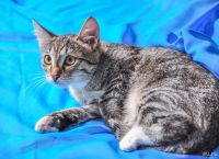 Лот: 7823408. Фото: 4. Котятки девочки. Красноярск