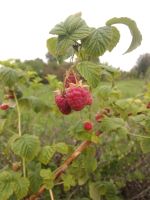 Лот: 7868944. Фото: 2. Малина свежая 5 литров. Доставка... Продукты