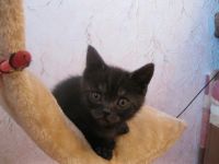 Лот: 4234755. Фото: 2. британцы. Животные и уход