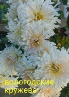 Лот: 13271734. Фото: 2. Корейские хризантемы Вологодские... Семена, рассада, садовые растения