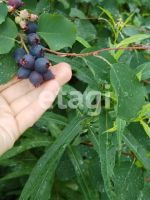 Лот: 25298844. Фото: 8. 3-комн. дача , СНТ Марс СНТ Марс...