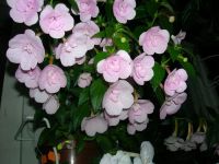 Лот: 13301445. Фото: 2. Ахименес Double Pink Rose. Комнатные растения и уход
