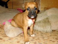 Лот: 10390215. Фото: 2. Стаффордширчики. Животные и уход