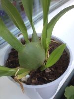 Лот: 7835293. Фото: 5. Орхидея Камбрия тигровая