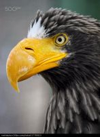 Лот: 6724371. Фото: 2. Olympus M.Zuiko Digital ED 75-300mm... Фото, видеокамеры, оптика