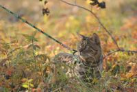 Лот: 6273114. Фото: 3. Бенгальский кот. Растения и животные