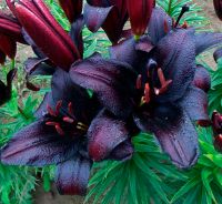 Лот: 12330547. Фото: 2. Лилия Найт Райдер (Lilium Nightrider... Семена, рассада, садовые растения
