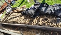 Лот: 7590747. Фото: 2. Семенной картофель с ростками... Продукты