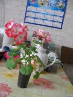 Лот: 10404105. Фото: 2. Пеларгония герань алая Hollywood... Комнатные растения и уход