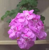 Лот: 17362815. Фото: 2. Пеларгония Ю Гамаюн. Комнатные растения и уход