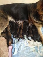Лот: 16418557. Фото: 4. Немецкая овчарка. Щенки. Красноярск