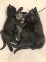 Лот: 18245210. Фото: 5. котята