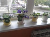Лот: 8214786. Фото: 2. Фиалка продам или обмен. Комнатные растения и уход