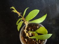 Лот: 16431757. Фото: 5. Хойя-Hoya soidaoensis