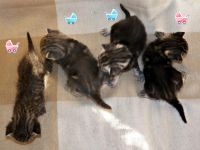Лот: 4874607. Фото: 2. 5 чудесных новогодних котят от... Животные и уход
