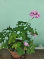 Лот: 19087931. Фото: 2. Пеларгония Borthwood цветёт см... Комнатные растения и уход