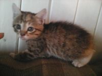 Лот: 9811094. Фото: 2. Кошка, котенок. Животные и уход