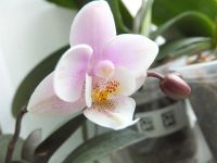 Лот: 3612698. Фото: 3. Орхидея фаленопсис мини Phal... Растения и животные