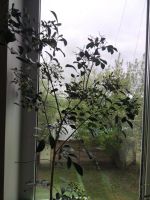 Лот: 25202052. Фото: 5. Муррайя. Взрослое растение.