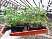 Лот: 7442616. Фото: 16. Продаем рассаду . Большой ассортимент...