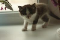 Лот: 3416129. Фото: 3. Отдаем котят. Растения и животные