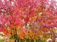Лот: 11530594. Фото: 15. Лесопитомник "Купцов ручей" предлагает...
