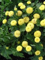 Лот: 10587956. Фото: 4. Хризантема девичья.2 в 1 .желтая... Красноярск