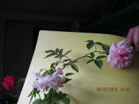 Лот: 5721758. Фото: 2. комнатная роза розовая. Комнатные растения и уход