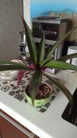 Лот: 19124586. Фото: 5. Рео фиолетовый цветок