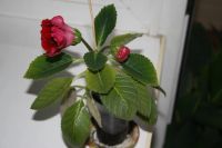 Лот: 4182394. Фото: 2. Глоксиния красная (зацветает). Комнатные растения и уход