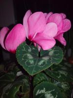 Лот: 4417801. Фото: 2. Цикламен персидский крупноцветковый... Комнатные растения и уход