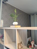 Лот: 14917184. Фото: 6. Левитирующие растения