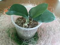 Лот: 3139689. Фото: 2. Хойя- Hoya cv.Wat Doi Tung. Комнатные растения и уход