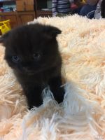 Лот: 8686186. Фото: 3. Шотландские котята. Растения и животные