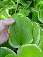 Лот: 12443750. Фото: 2. Хоста Фрагрант Букет (Hosta fragrant... Семена, рассада, садовые растения