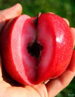 Лот: 15916047. Фото: 3. Саженец яблони «красномясой». Для дачи, дома, огорода, бани, парка