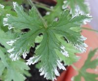 Лот: 15986829. Фото: 2. Пеларгония душистая Fragrant Frosty... Комнатные растения и уход