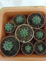 Лот: 21451975. Фото: 2. Кактус. Комнатные растения и уход