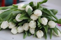 Лот: 3617091. Фото: 17. Тюльпаны к 8 МАРТА! Крупный и...