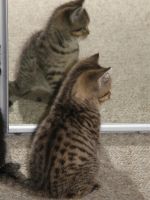 Лот: 3663007. Фото: 5. Британский котенок карат (элитный...