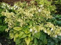 Лот: 13880586. Фото: 4. Колокольчик белый. Красноярск