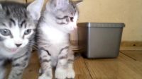 Лот: 21430046. Фото: 3. Сфинкс Брашка Бастард. Растения и животные