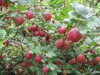 Лот: 4223121. Фото: 2. куст крыжовника. Семена, рассада, садовые растения
